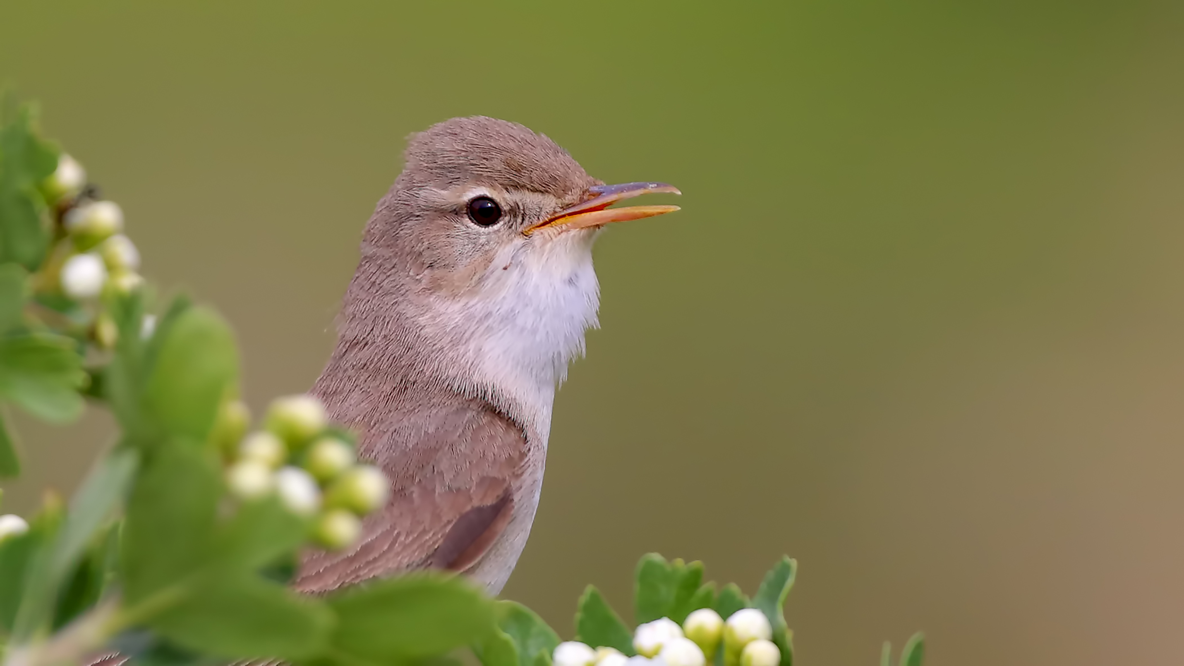 Upcher's Warbler